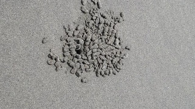 Crab on the beach of ocean roar hole on the seashore. Top view. Close up. India, GOA.