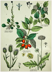 Victorian style botanical lithographs with corresponding caption in Latin and old German script. Munich 1880-1889, Germany. - obrazy, fototapety, plakaty
