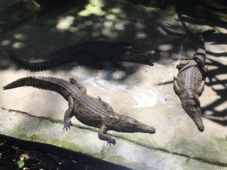 crocodile in the water