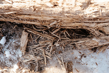 sawdust tree, the tree collapsed by a natural path