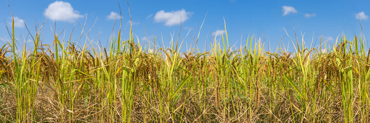 Fototapeta premium Rice Field in the morning under blue sky