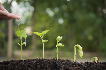 the seedling are growing from the rich soil to the morning sunlight that is shining, hand watering young plants In growing. plant growth evolution from seed to sapling, ecology concept..