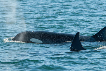 Fototapeta premium Orca Mom and Baby