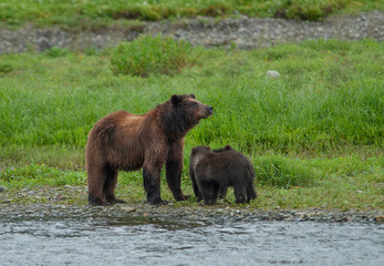 Mama Brown Bear and Cub, Pack Creek, Alaska