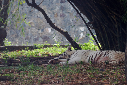 White tiger sleeping in a forest under a tree