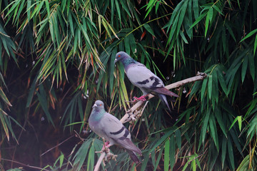 Pigeon sitting on a tree branch looks cute