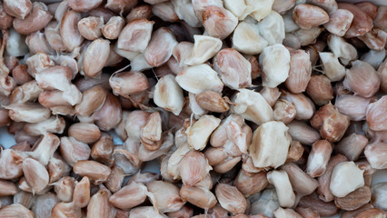 Farmer harvesting cocoa fruit 