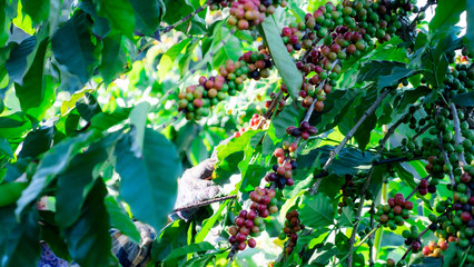 Farmer hand picking coffee
