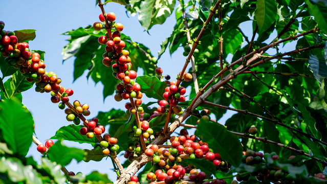 Coffee berry in the coffee plant
