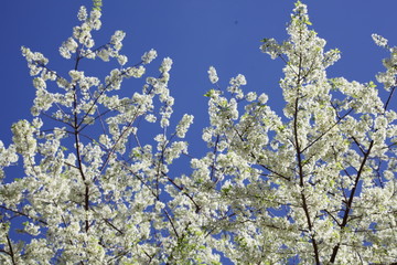 Phaya Suea flower