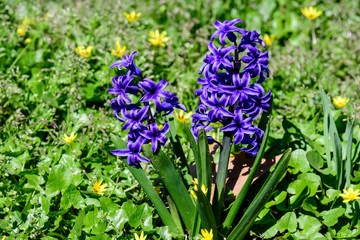 Fototapeta premium Close up of two large blue Hyacinth or Hyacinthus flowers in full bloom in a garden in a sunny spring day, beautiful outdoor floral background