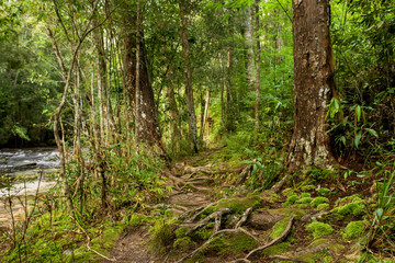 Evergreen moss at tropical rain forest