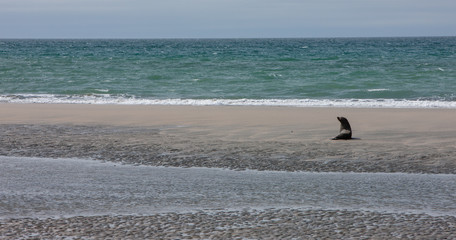 Fototapeta na wymiar Farewell Spit South Island New Zealand. Beach. Puponga.. Sealion