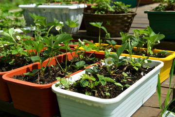 Pots with seedlings of strawberry in the garden in sunny day.