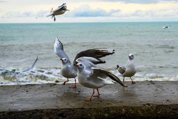 Seagulls fish in the waves on the seashore