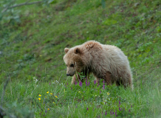 Naklejka na ściany i meble Big Grizzly Bear Sow, Denali, Alaska