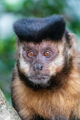 Wild monkey in the jungle. Primate Macaco Prego - Sapajus gender. Brazilian - south american animal on the Tijuca Forest in Rio de Janeiro, Brazil