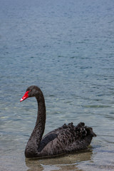 Black swan. Lake Rotoroa Nelson Lake National Park. New Zealand