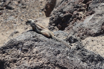 Freilebende Streifenhörnchen auf Fuerteventura