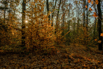 Sunrise in the autumn forest. The rays of the sun make their way through the branches of trees.