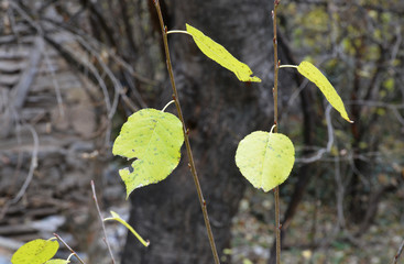 leaves of a tree