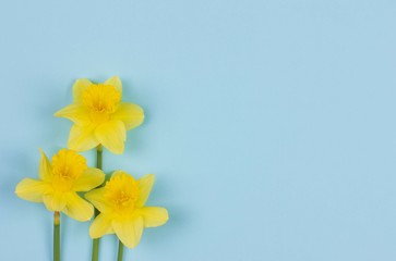 spring background of Narcissus flowers on a blue background with a copy space