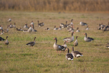 Obraz na płótnie Canvas Flock of Greylag goose on pasture