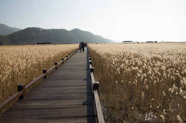 Wooden path among marsh in SuncheonBay Wetland Reserve, South Korea. It is full with reeds, birds, and marine lives. 