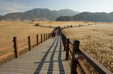 Wooden path among marsh in SuncheonBay Wetland Reserve, South Korea. It is full with reeds, birds, and marine lives. 