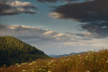 Golden sunset in carpathian mountains - beautiful summer landscape, spruces on hills, dark cloudy sky and bright sun light, meadow and wildflowers
