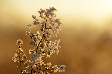 Hoarfrost on the plant at sunset. Winter season.