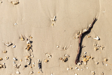 Small pieces of coral reefs and wood stick on sand beach, nature concept, environmental problem