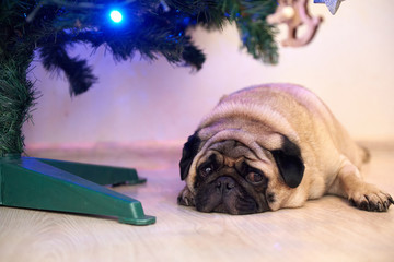 Dog pug lying under Christmas tree