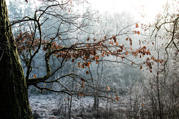 treebranch with orange leaves in front of misty frosty forest
