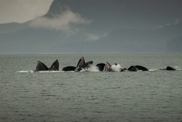 Bubble Net Feeding Humpback Whales