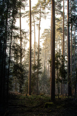 Obraz premium beautiful warm sunlight in forest with fog