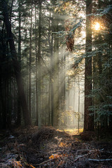 sun rays falling through trees in fog with beatiful light in forest