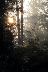 sunlight falling through leaves with godrays in winter forest