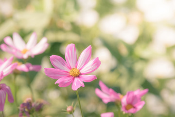 Cosmos flowers in the garden with sunlight. Vintage tone