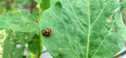 the sight of a small orange beetle and black spots on its body. The beetle is eating green leaves on the leaves