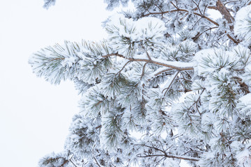 Winter background - fluffy pine branches covered with snow again