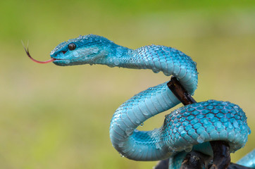 closeup of snake