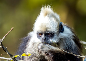 Obraz premium White-headed Black Langur
