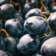 Grapes, macro photo. Close up of wine grapes