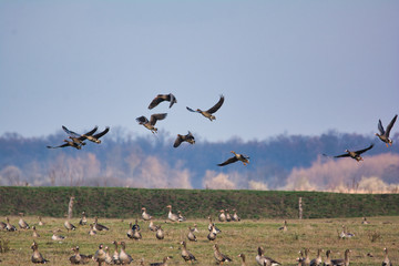 Flying Greylag Goose over the pasture