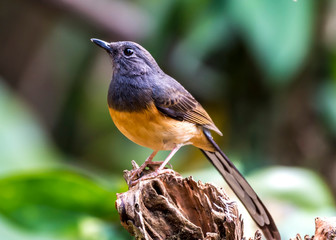 White-rumped Shama