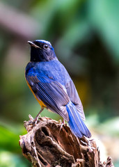 White-rumped Shama