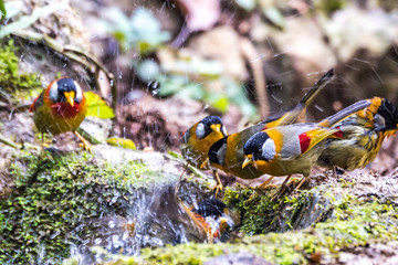 Silver-eared Mesia
