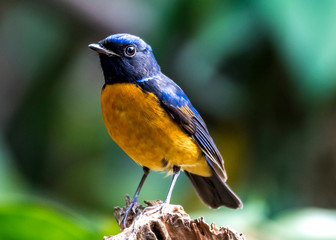 White-rumped Shama