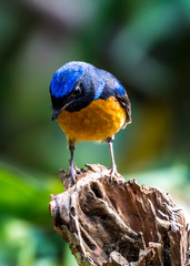 White-rumped Shama